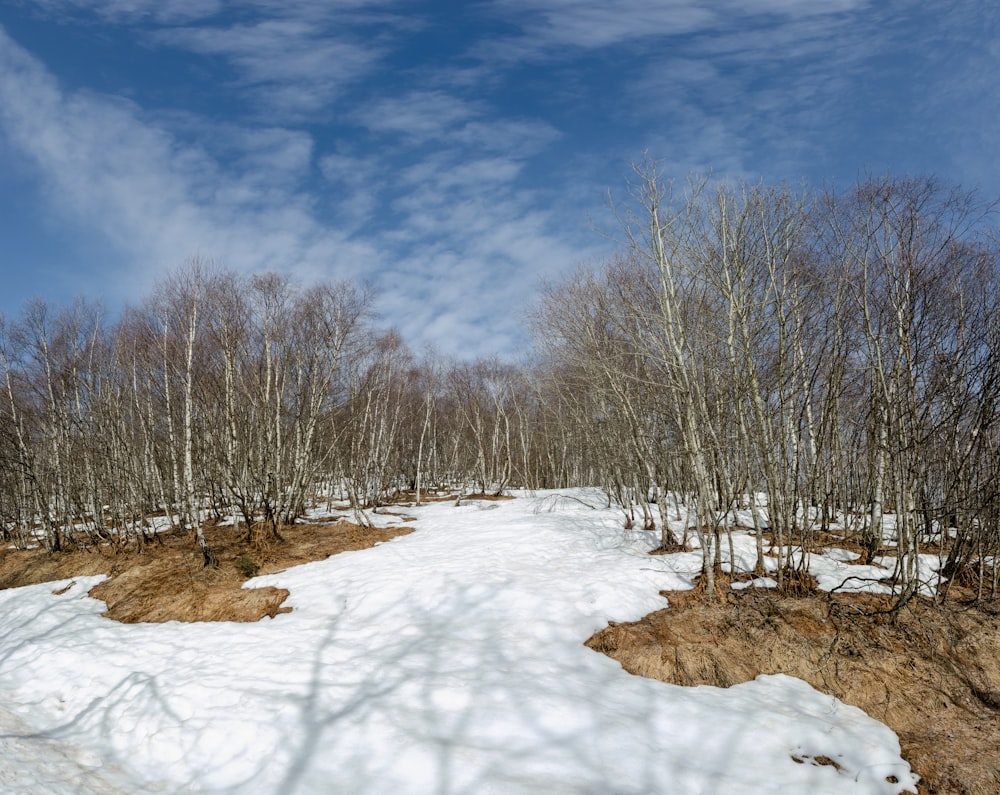 kahle Bäume tagsüber auf schneebedecktem Boden unter blauem Himmel