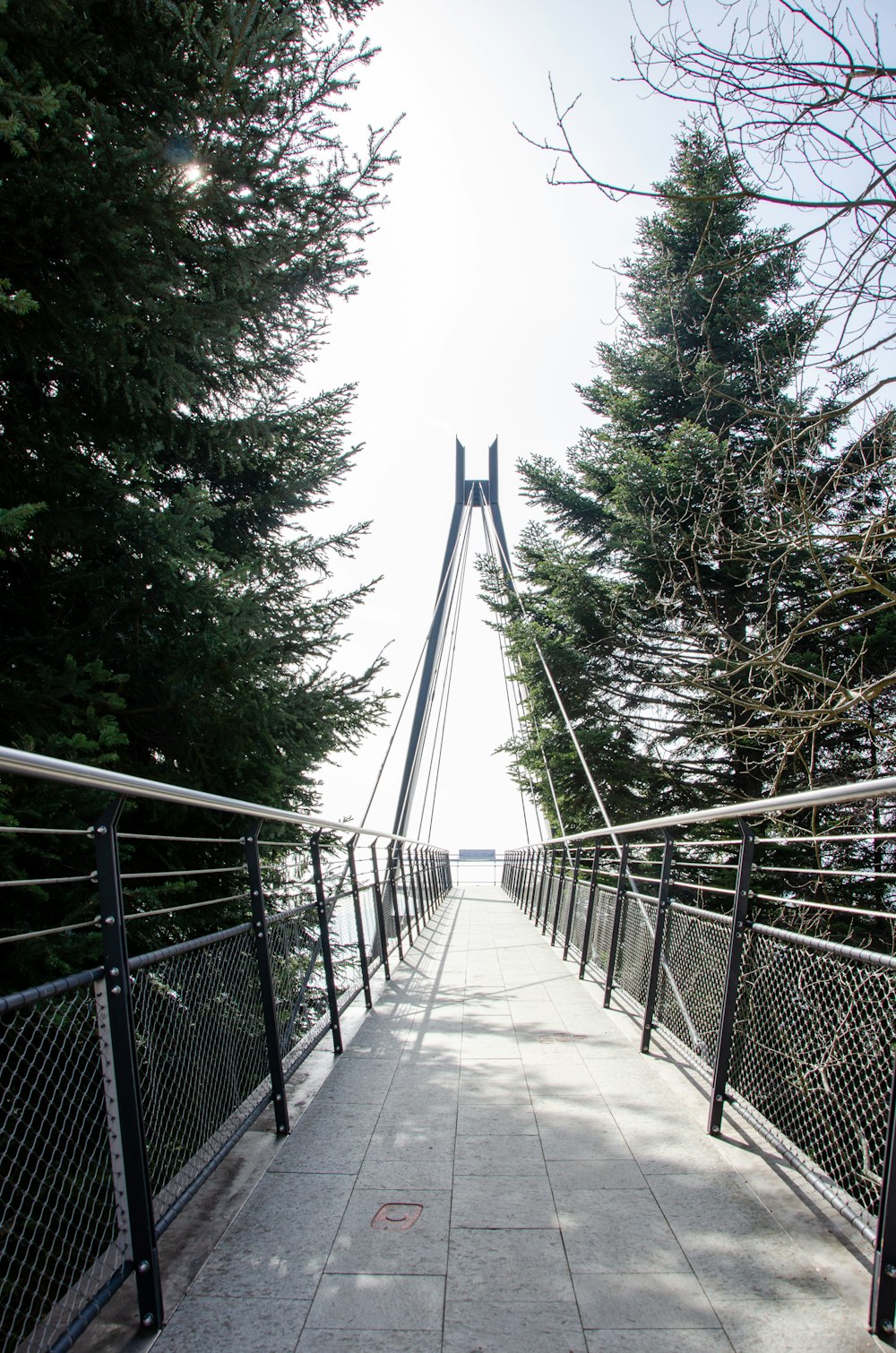 gray bridge in between green trees