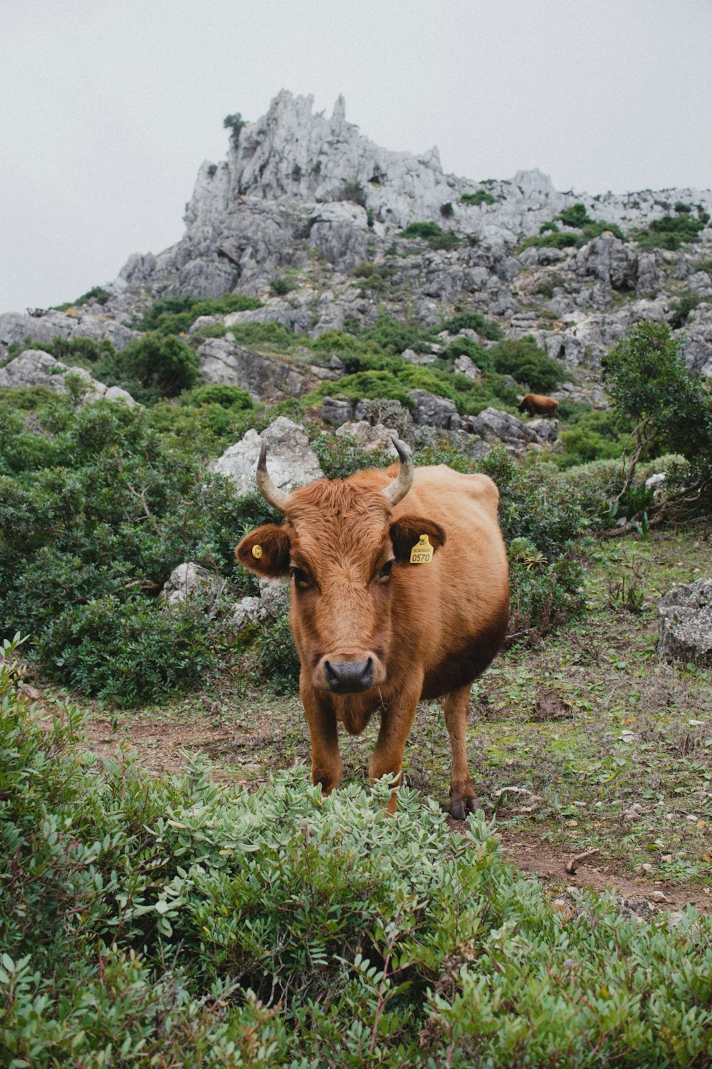 mucca marrone sul campo di erba verde durante il giorno