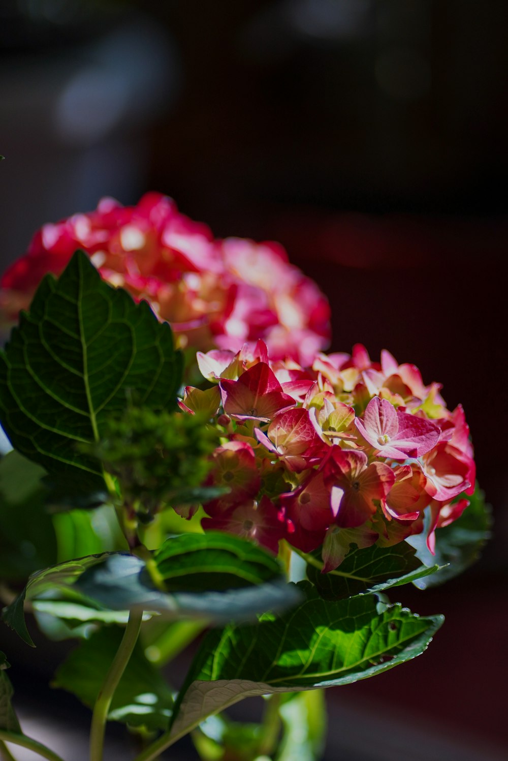 pink and white flower in tilt shift lens