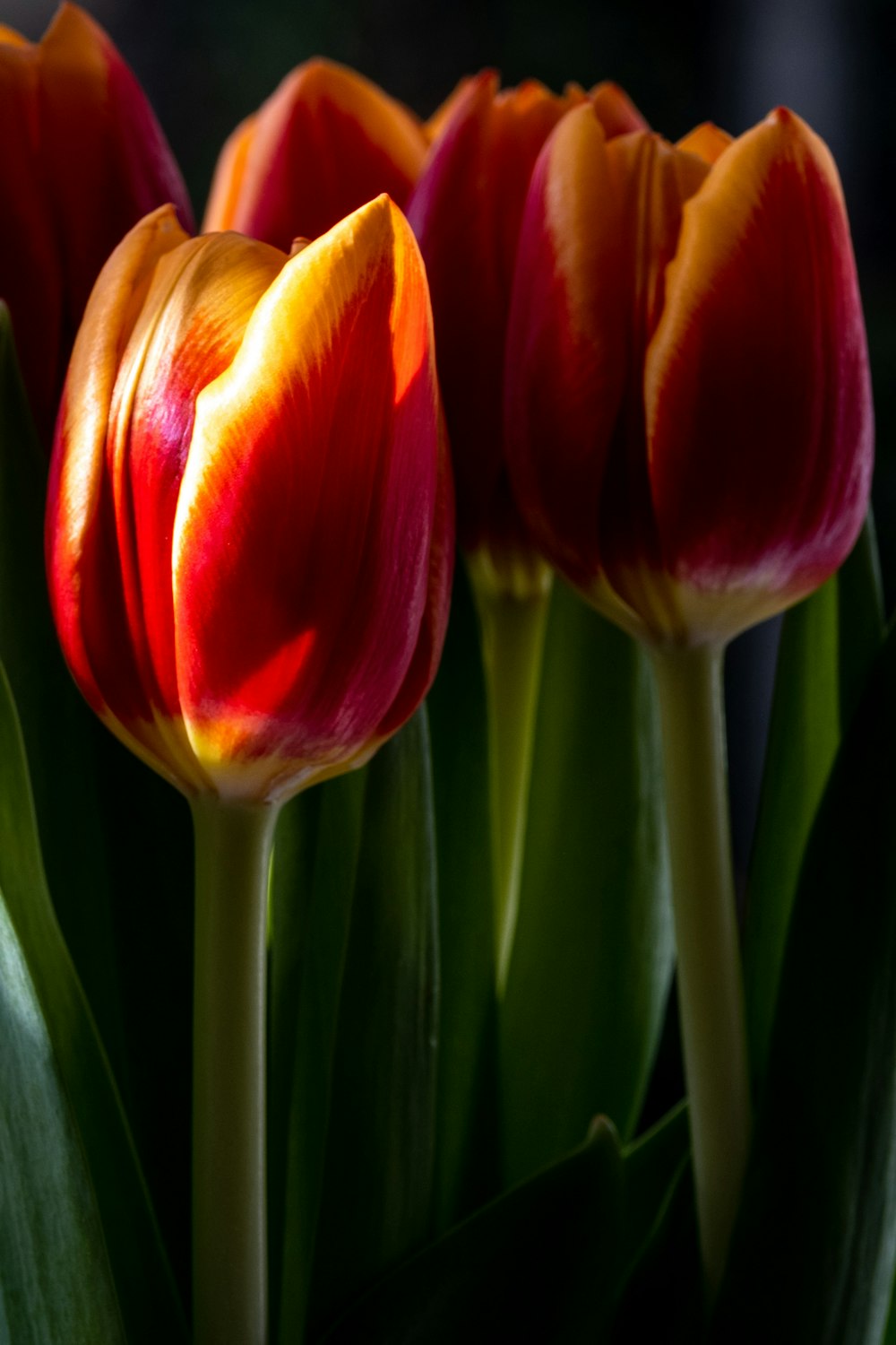 red tulips in close up photography