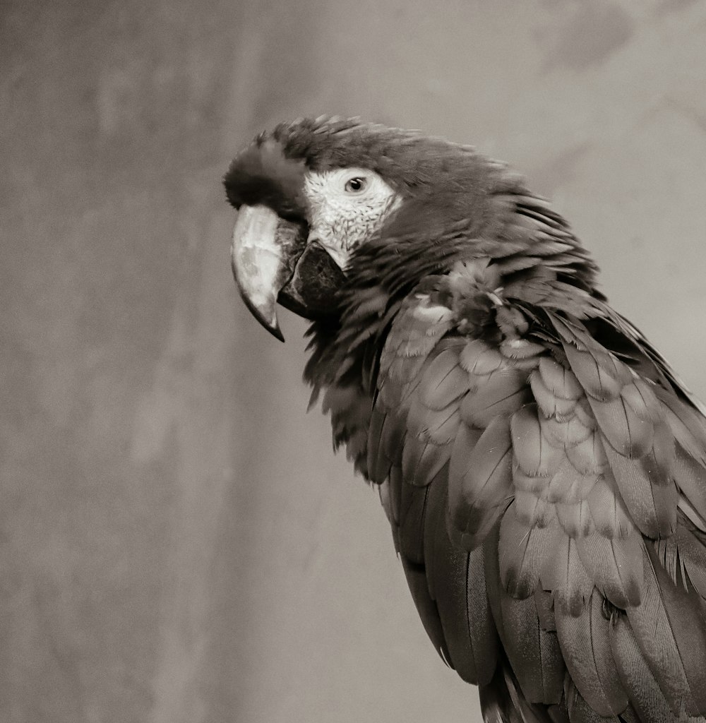 pájaro blanco y negro sobre mesa de madera marrón