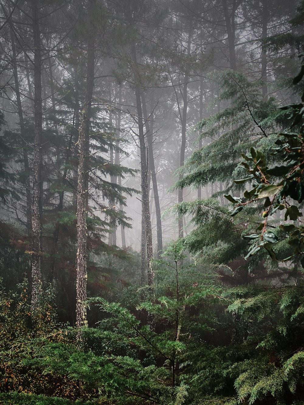 arbres verts couverts de brouillard