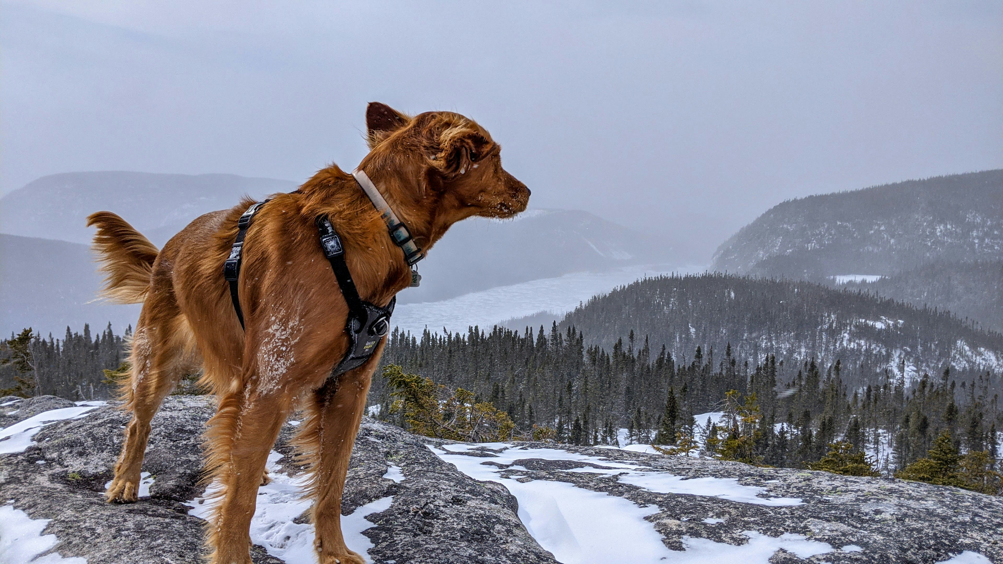 Dog hiking on mountain trail with owner