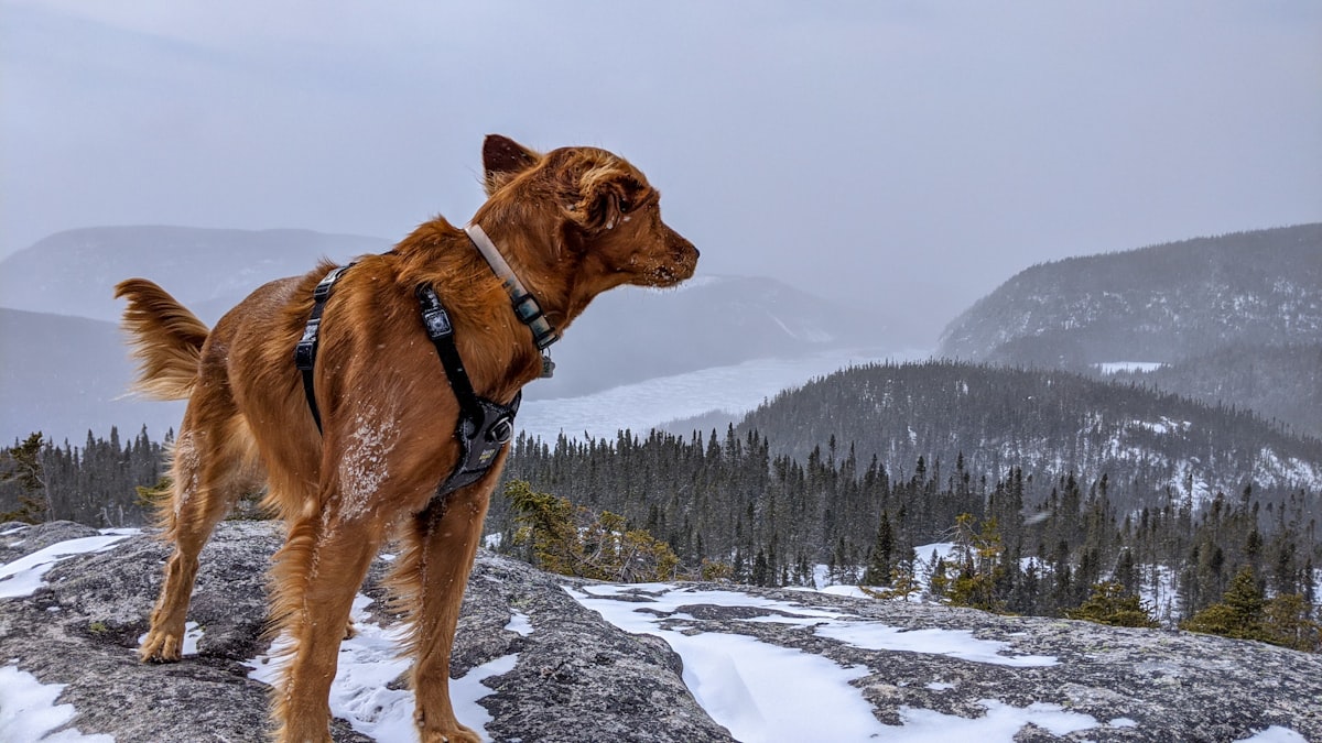 Get Your Furry Friend the Dog Hiking Harness They Deserve!