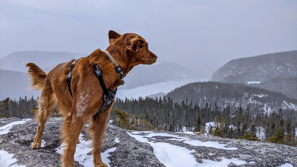 brown short coated dog on snow covered ground during daytime