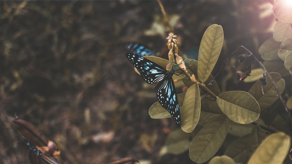 blue and black butterfly on green leaves