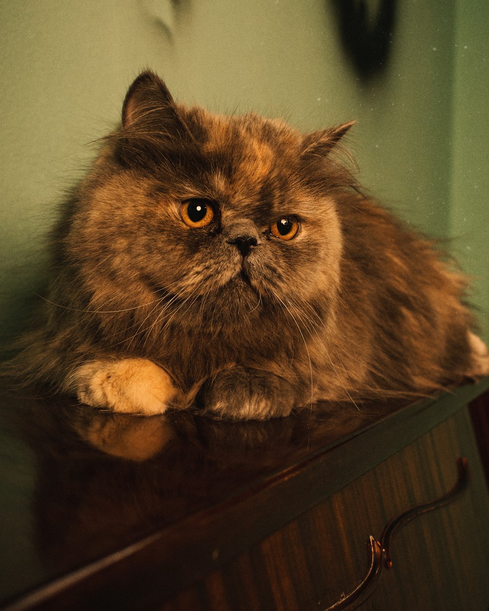 brown and black long fur cat on brown wooden table