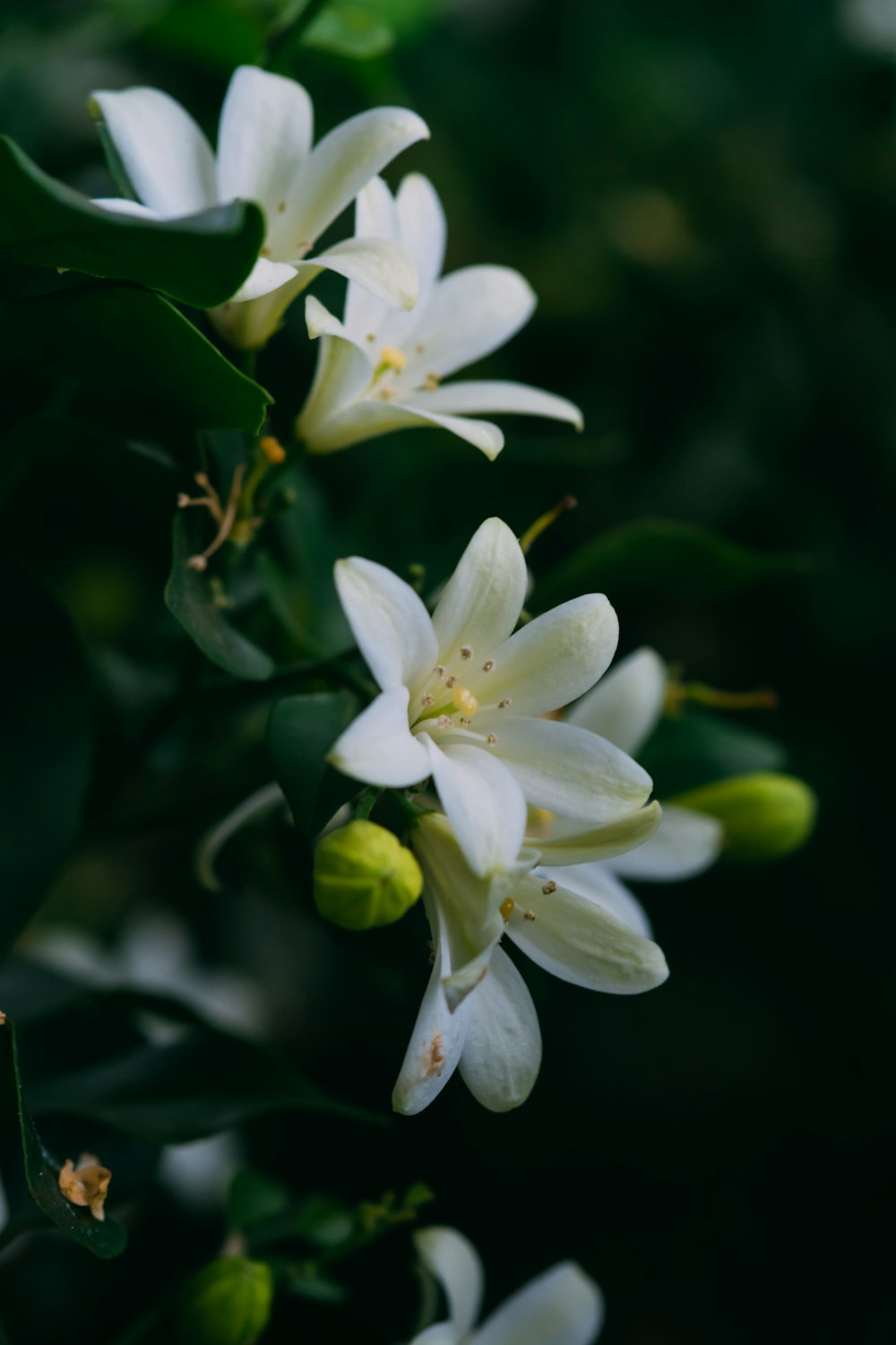 white flower with green leaves