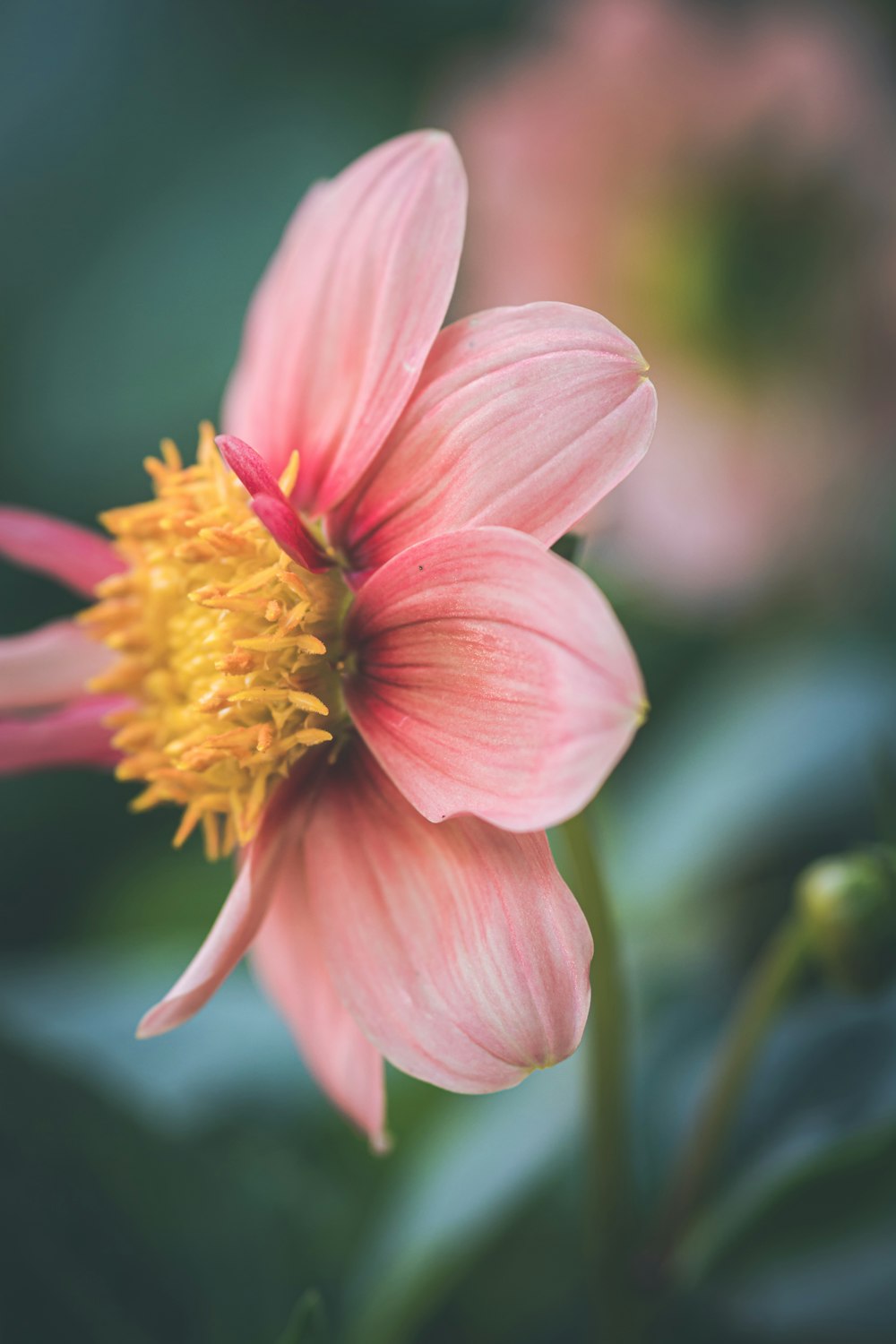 pink flower in tilt shift lens