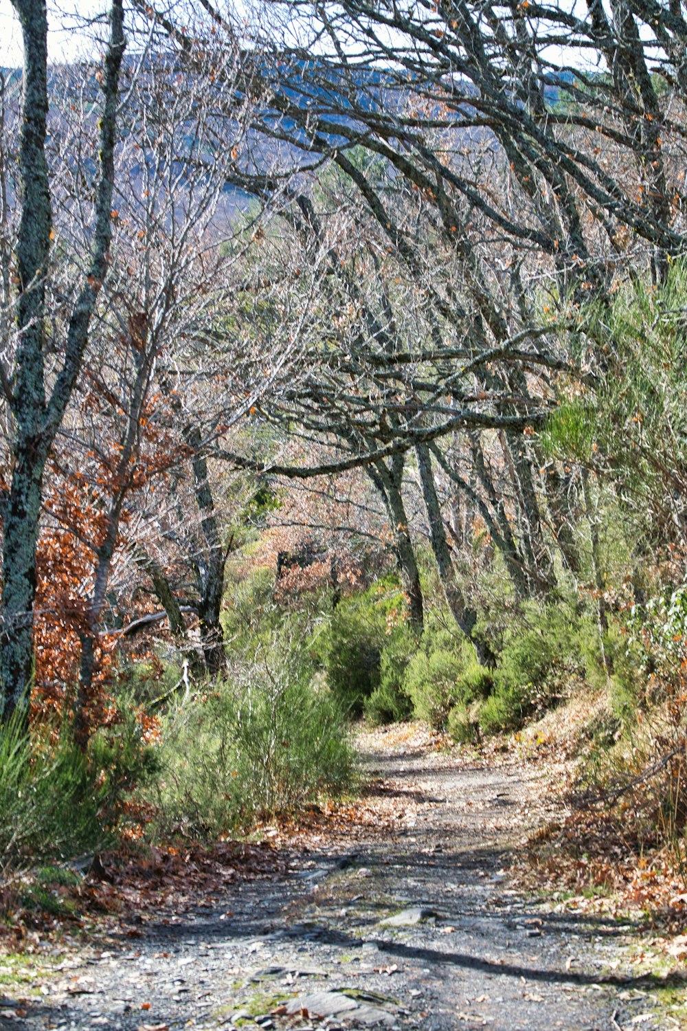 brown trees on brown soil during daytime