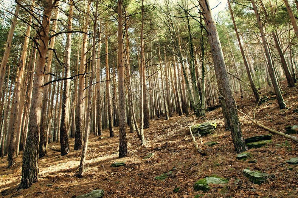 brown trees on brown soil during daytime