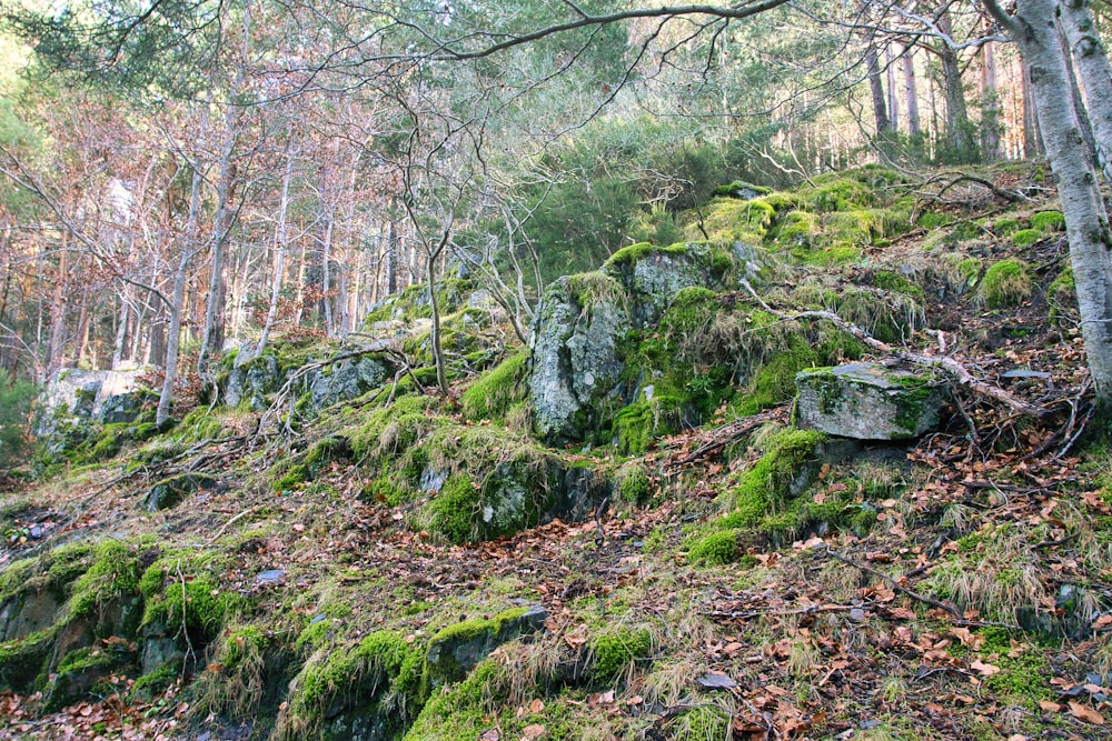 green moss on gray rock