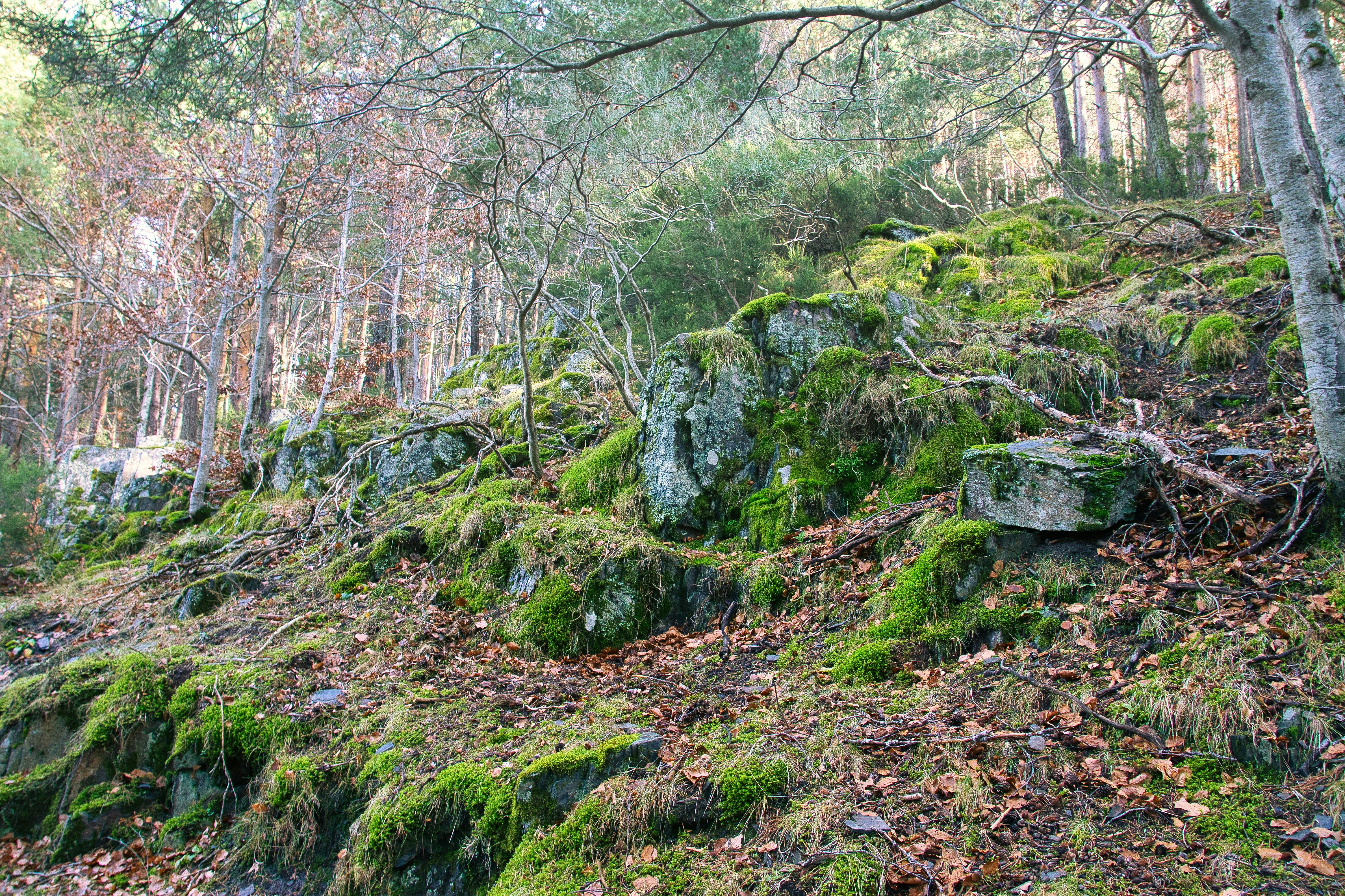 green moss on gray rock