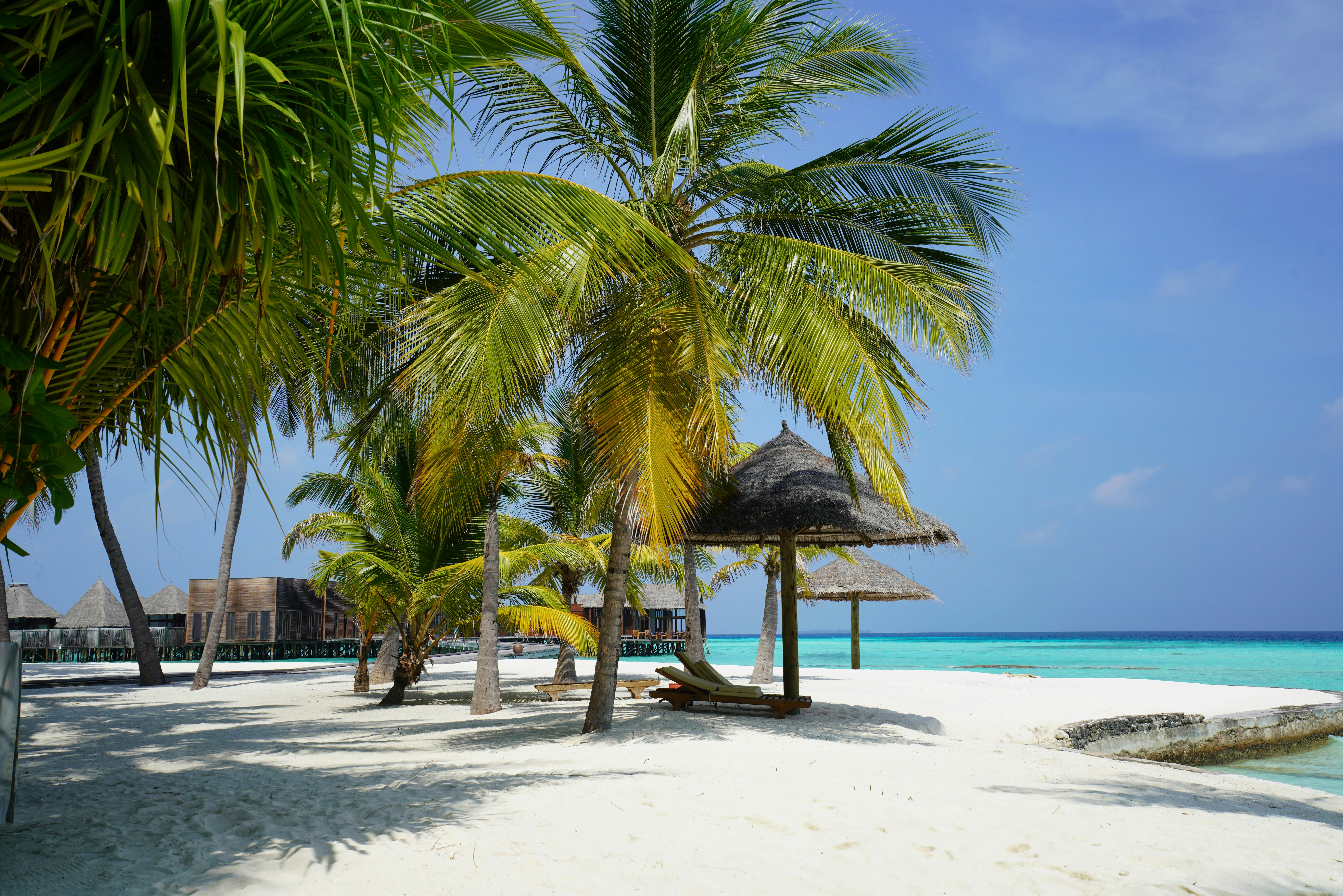 palm tree on beach during daytime, Relaxing and calming summer vibe in Maldives.