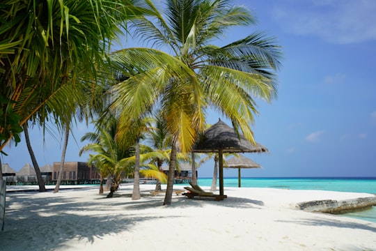 palm tree on beach during daytime in Alif Alif Atoll Maldives