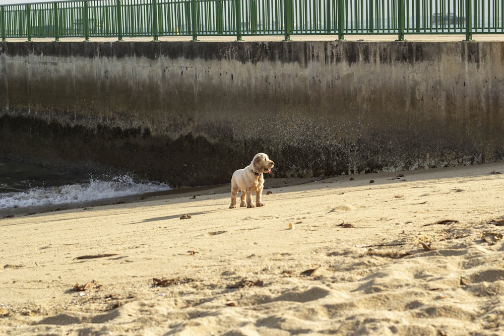 white short coated dog on seashore during daytime