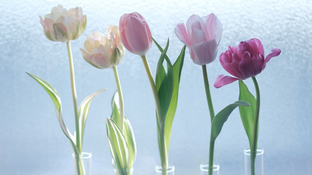 pink and white tulips in bloom during daytime