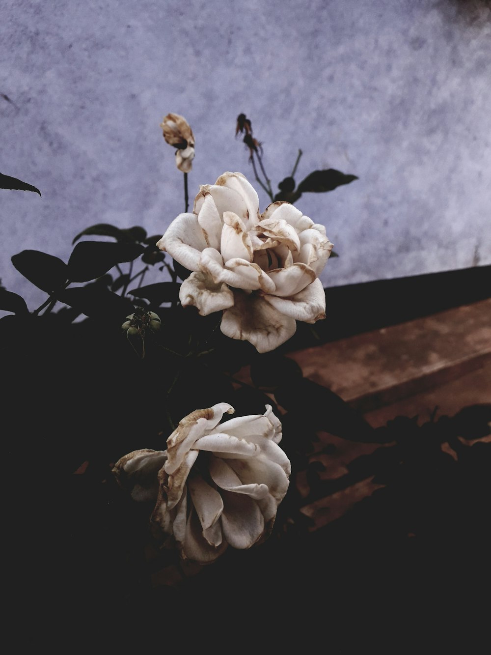 white flower on brown wooden table