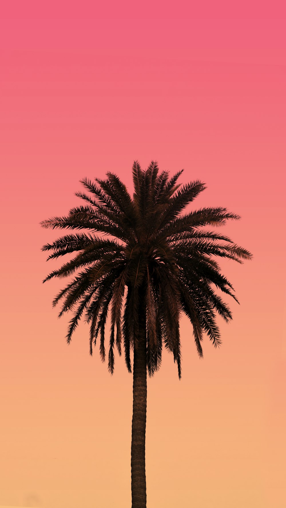 Grüne Palme unter orangefarbenem Himmel
