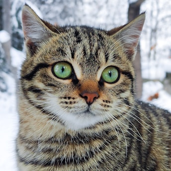 brown and black tabby cat