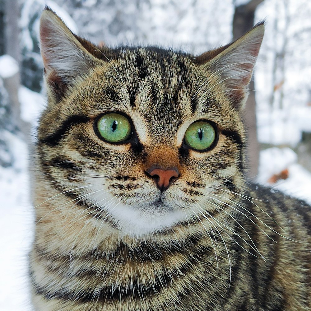 brown and black tabby cat