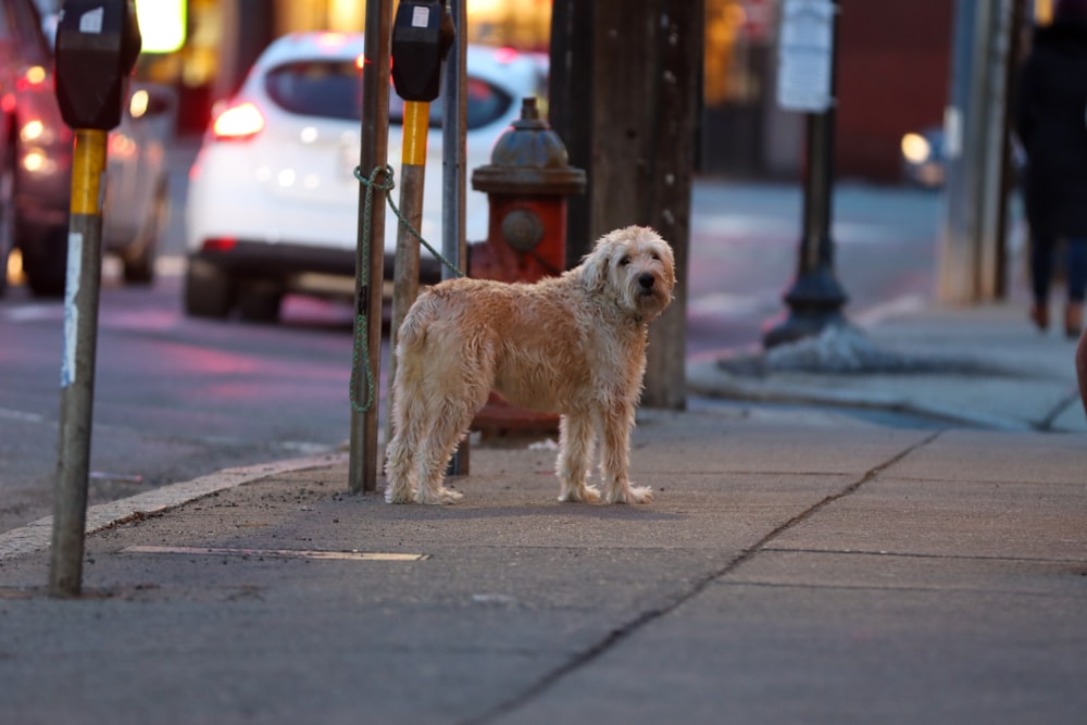 white long coat small dog on sidewalk during daytime