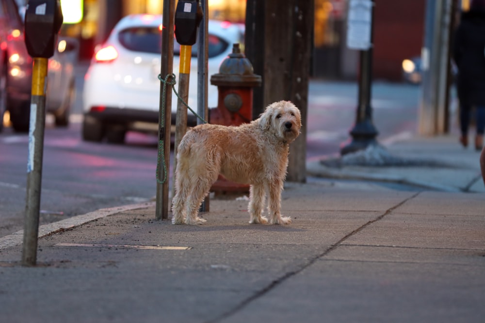 Perro pequeño de pelaje largo blanco en la acera durante el día