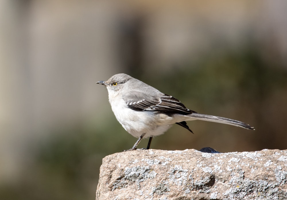 Grauer und weißer Vogel auf grauem Felsen