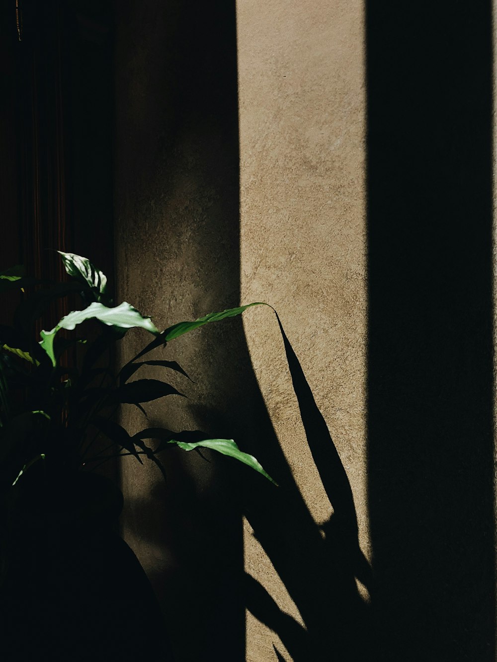 green plant beside gray concrete wall