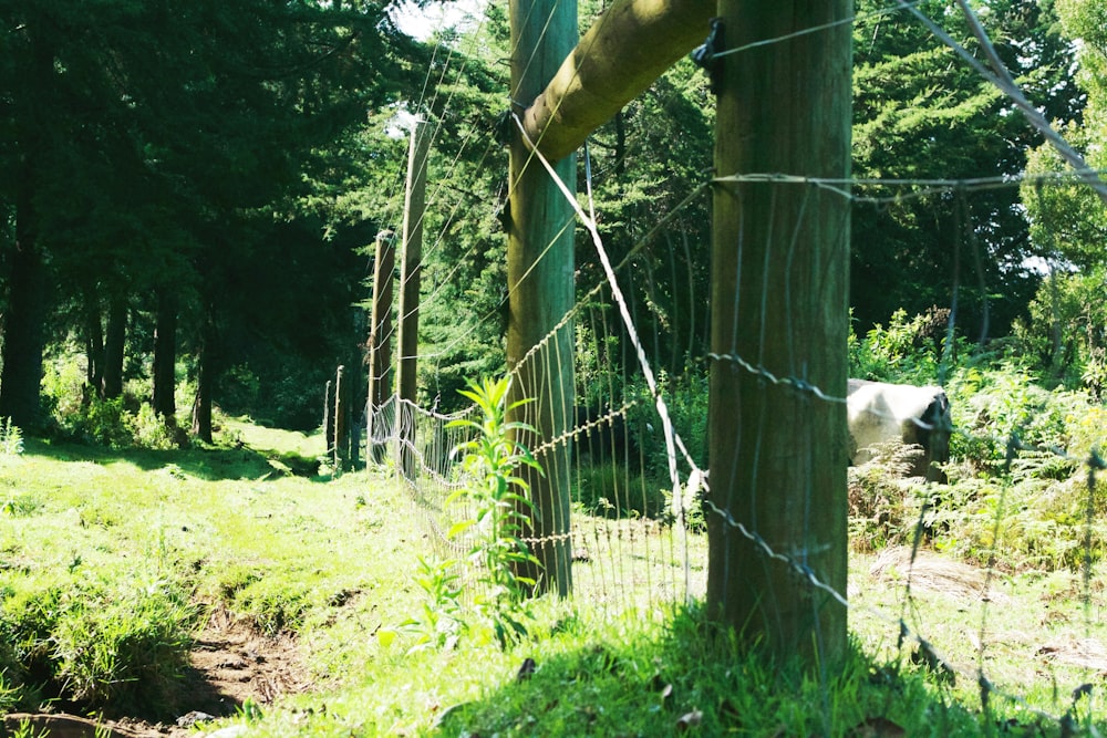 valla de metal gris cerca de hierba verde y árboles durante el día