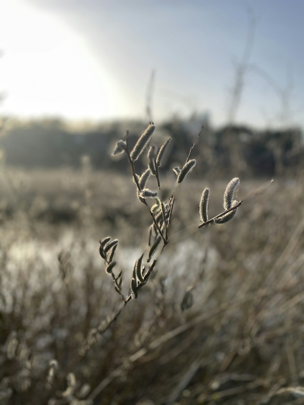 brown plant in tilt shift lens