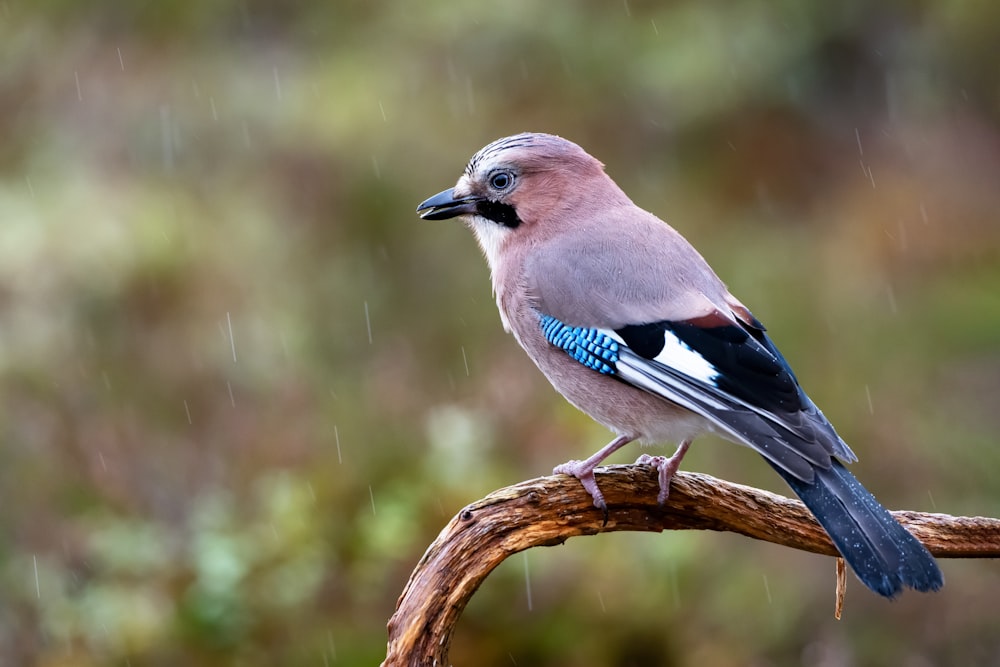blue and white bird on brown tree branch