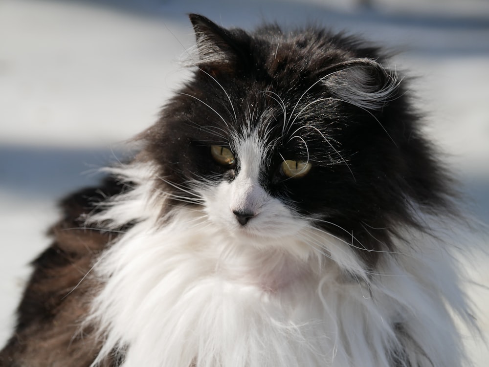 black and white long fur cat