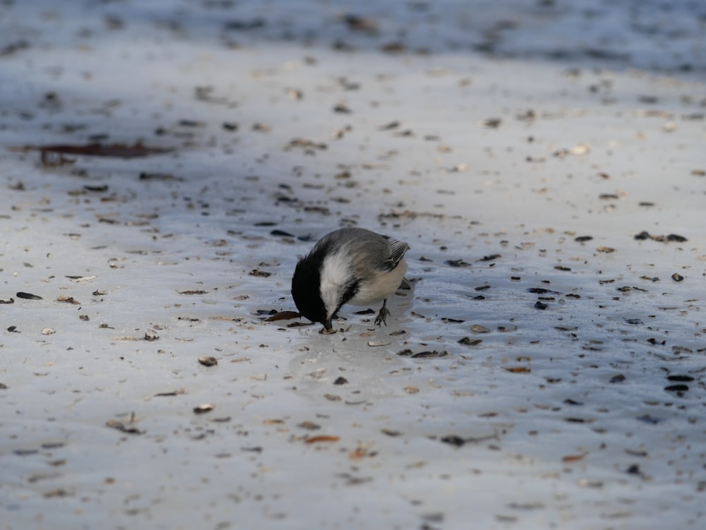 white and black bird on beach during daytime