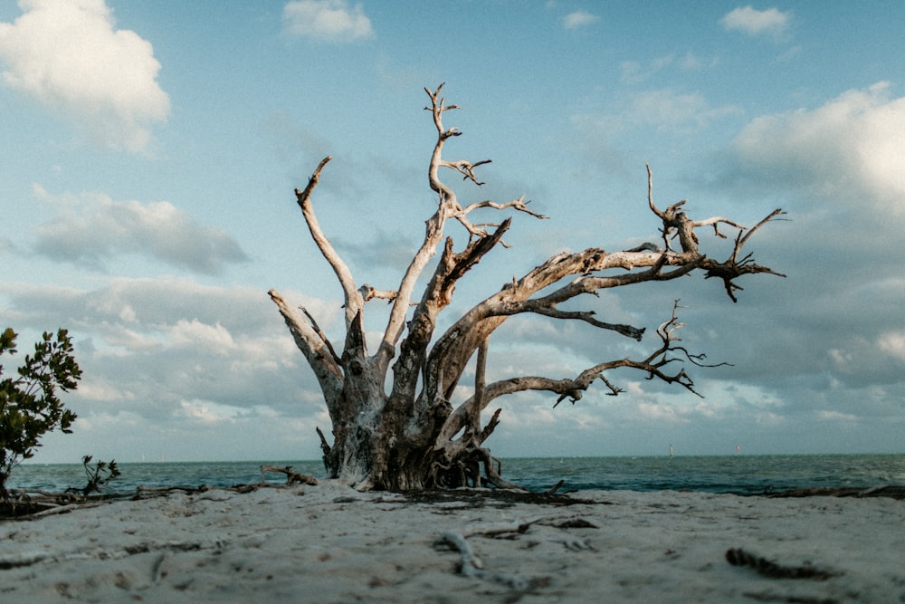 brown tree branch on beach during daytime