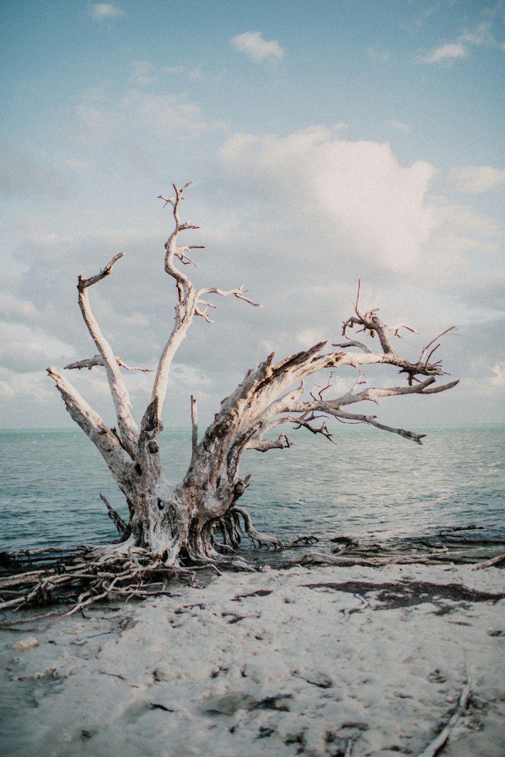 brown tree branch on beach during daytime