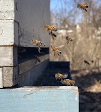 Bees are flying around and landing on a wooden beehive. The hive is weathered and appears to be situated outdoors in a natural setting.