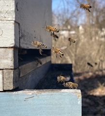 Bees are flying around and landing on a wooden beehive. The hive is weathered and appears to be situated outdoors in a natural setting.