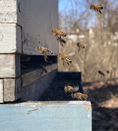 Bees are flying around and landing on a wooden beehive. The hive is weathered and appears to be situated outdoors in a natural setting.