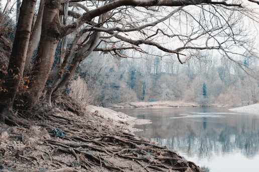 bare tree near body of water during daytime
