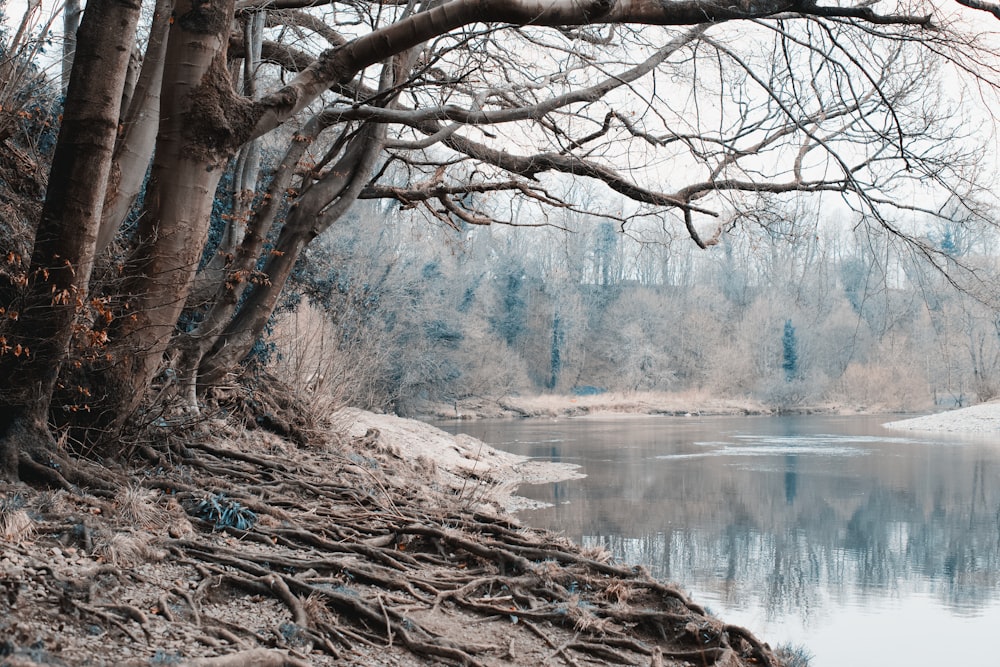 bare tree near body of water during daytime