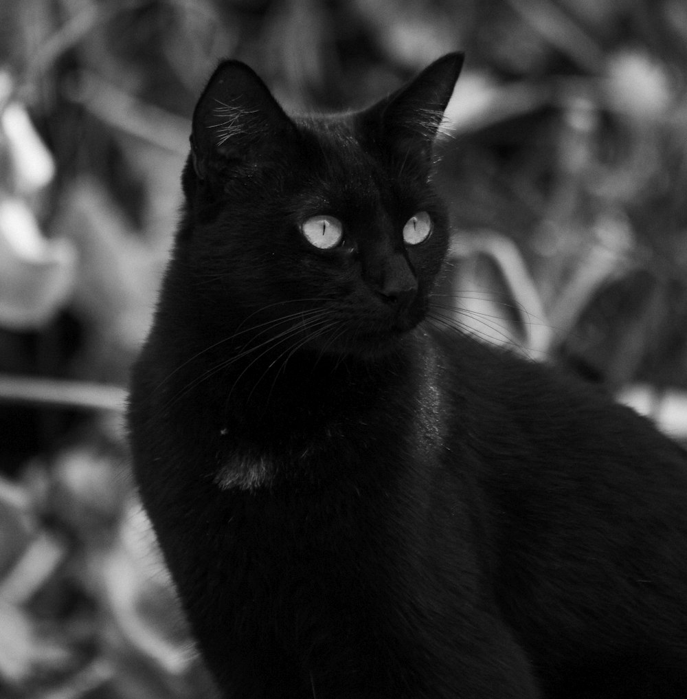 black cat in grayscale photography