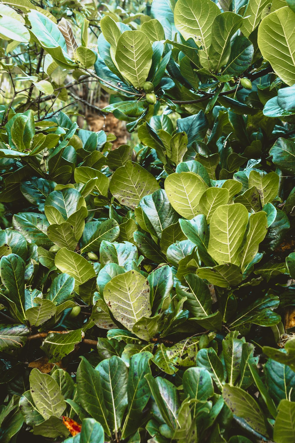 green leaves plant during daytime