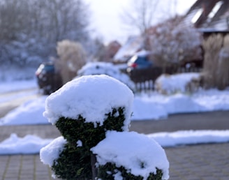 A snowy landscape with a bush in the foreground covered in fresh, white snow. The background shows a residential area with houses partially obscured by snow-covered trees and cars parked along a snow-lined street under a cloudy sky.