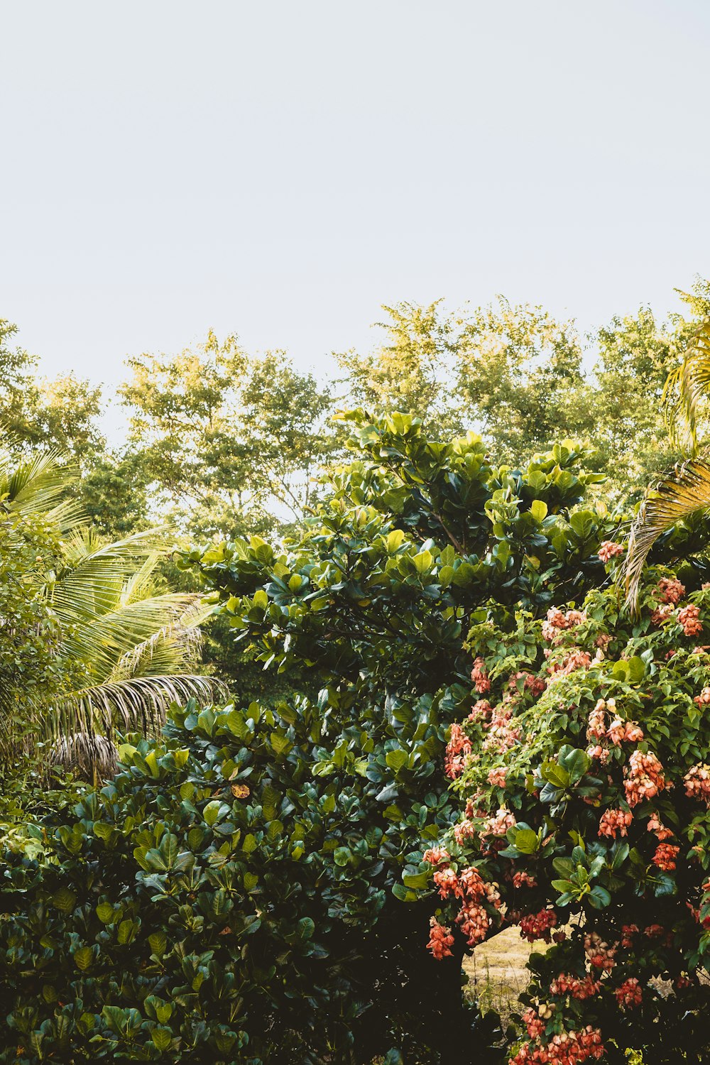 red round fruits on green tree during daytime