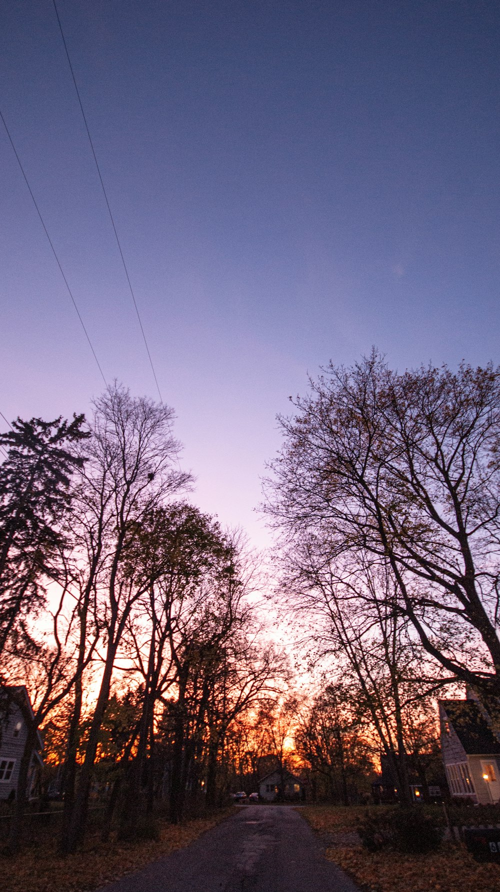 árboles sin hojas bajo el cielo azul durante el día