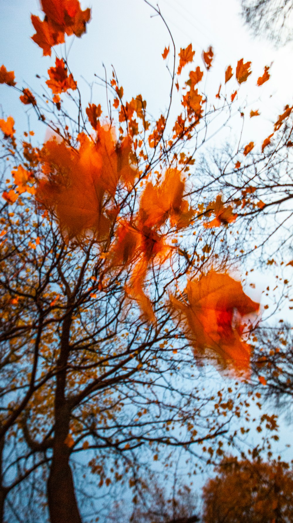 brown maple tree under blue sky during daytime