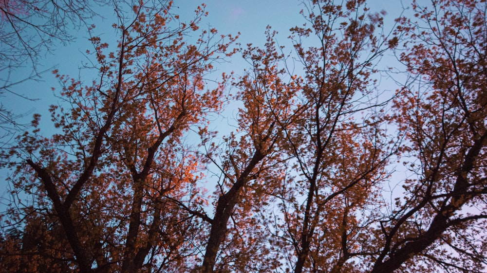 brown tree under blue sky during daytime