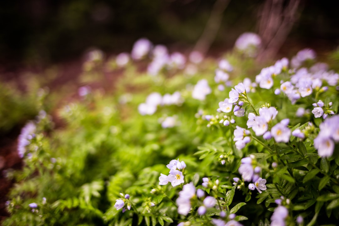 white flowers with green leaves